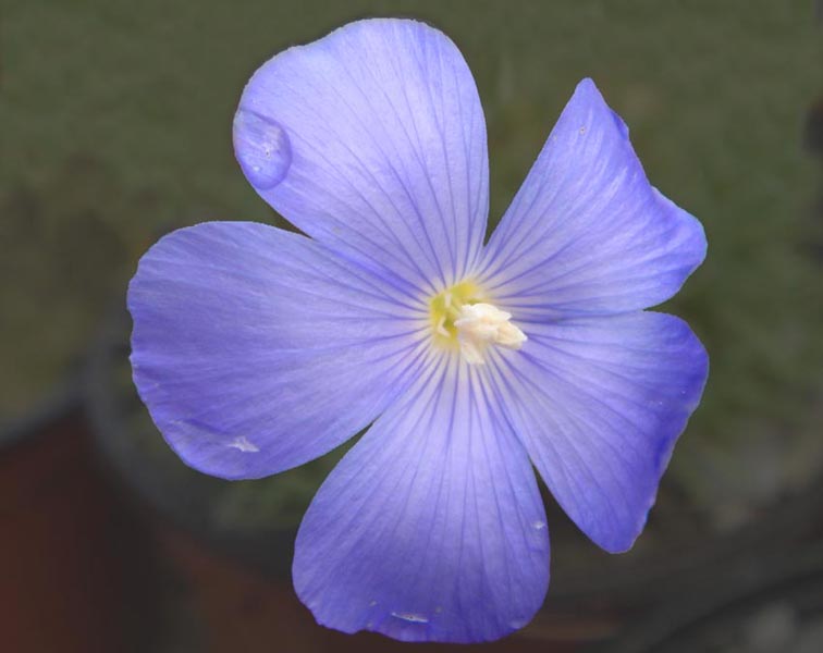 Linum sp (Espagne) photo